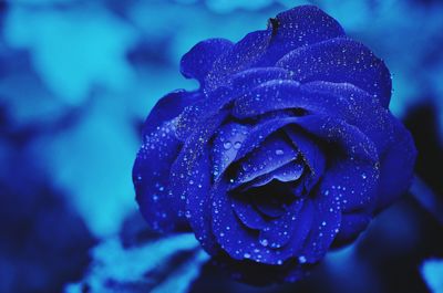 Close-up of wet purple flower