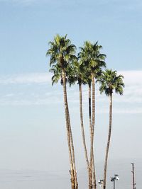 Low angle view of coconut palm trees against sky