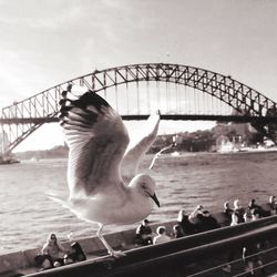 Ducks swimming on bridge against sky