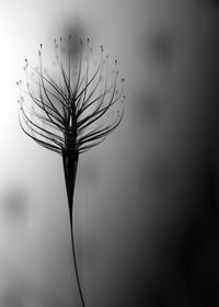 Close-up of wilted plant against sky
