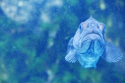 Fish swimming in sea