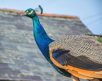 Close-up of peacock on roof