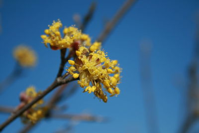 Close-up of yellow cherry blossoms in spring