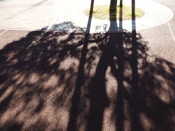 Shadow of tree on the wall