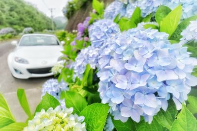 Close-up of purple hydrangea flowers