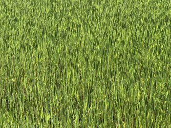 Full frame shot of grassy field