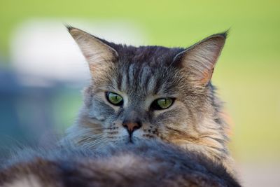 Close-up portrait of cat