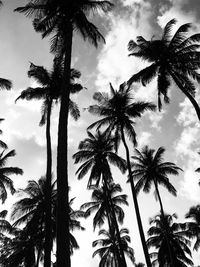 Low angle view of palm trees against sky