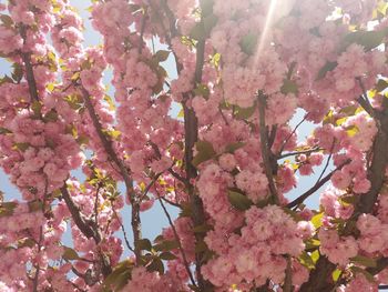 Low angle view of pink flowering tree