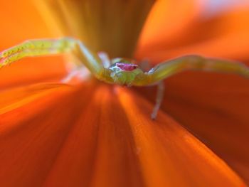 Macro shot of flower