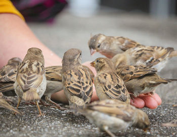 Close-up of hand feeding birds