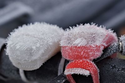 Close-up of frozen plant