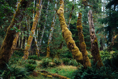 Trees in forest