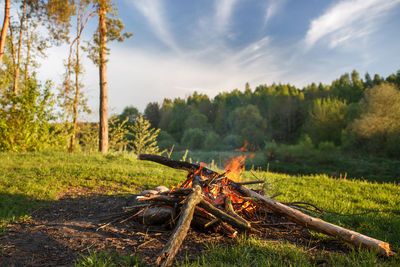 Close-up of bonfire on field in forest against sky