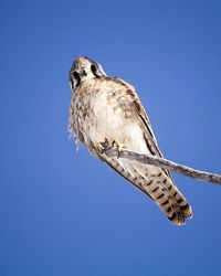 Low angle view of bird perched on blue sky