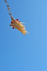 Low angle view of a turtle against blue sky