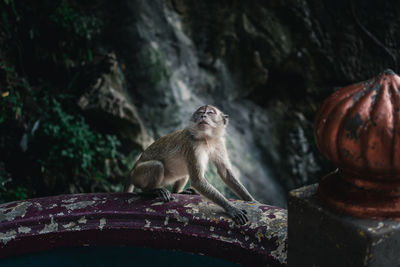 Monkeys sitting on rock at temple