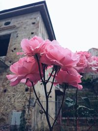 Pink flowers blooming on tree