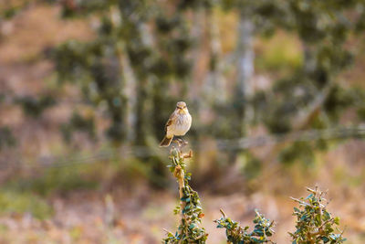 Close-up of bird perching on a plant