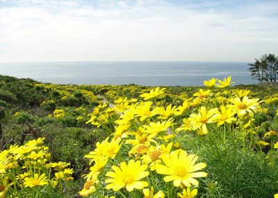 Yellow flowers blooming in front of sea