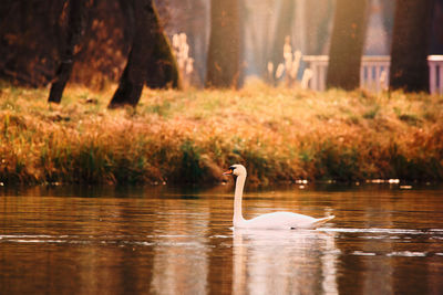 Swan on the lake