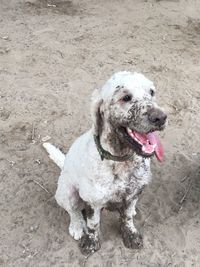 Dog on rock