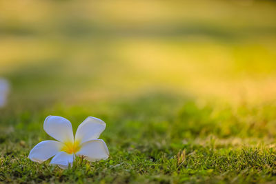 Close-up of white flowering plant on field