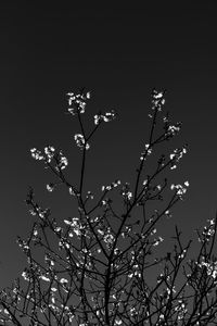 Low angle view of tree against clear sky