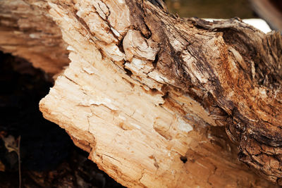 Close-up of tree trunk