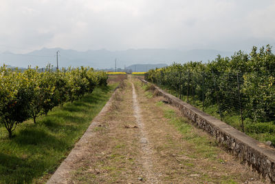 landscape