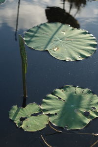 High angle view of water lily in lake