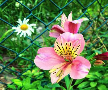 Close-up of pink flower