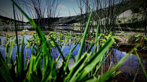 Plant growing in water