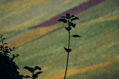 Low angle view of silhouette plant against sky at sunset