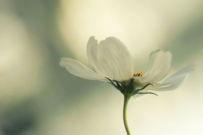 Close-up of white flowers