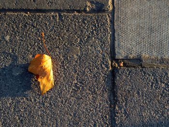 High angle view of dry leaf on footpath