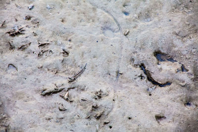 Close-up of footprints on sand