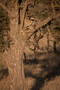 View of tree trunk