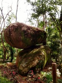 Close-up of stone on tree trunk