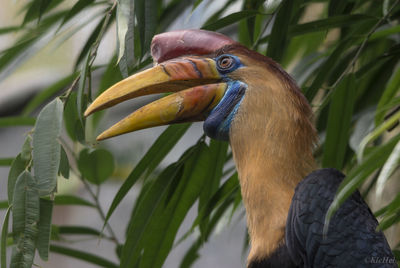 Close-up of a bird