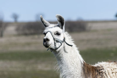 Close-up of a horse on a field