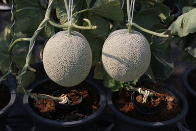 Close-up of plants growing in field