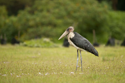 Side view of a bird on field