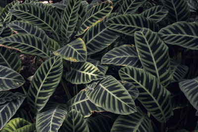 Full frame shot of succulent plant leaves