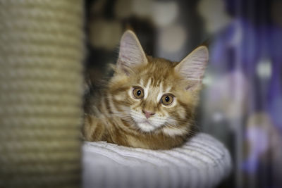 Portrait of cat relaxing outdoors