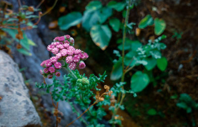 Close-up of pink flowering plant