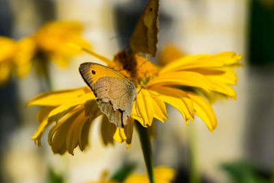 Close-up of butterfly pollinating on yellow flower