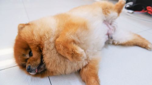 High angle view of dog sleeping on floor at home