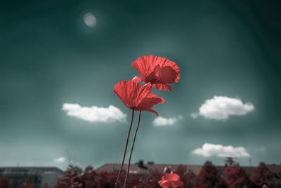 Close-up of red poppy flowers against sky