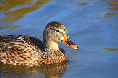 Close-up of mallard duck swimming in lake